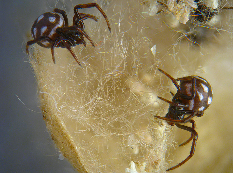 Latrodectus tredecimguttatus - Ceriale (SV)